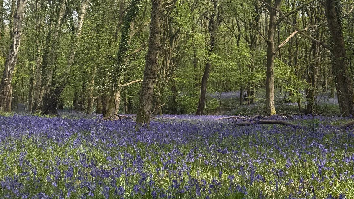 Why Time in Nature Isn’t a Luxury – It’s Physiology